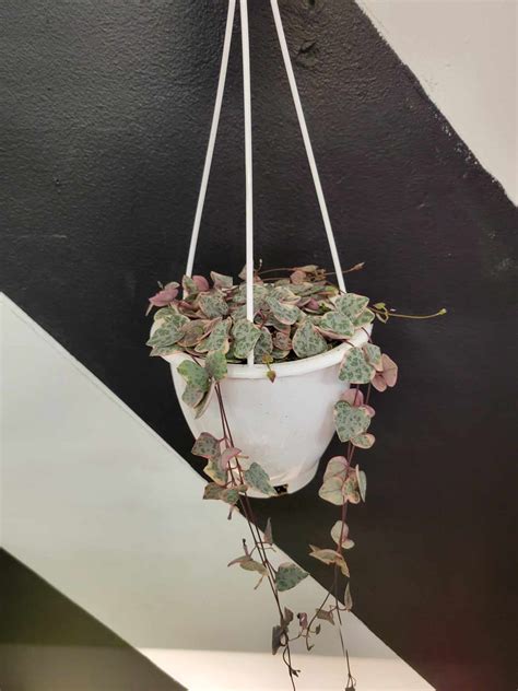 Variegated String of Hearts - The Curious Plantaholic