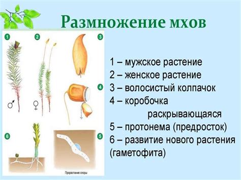 Разнообразие растений - презентация онлайн