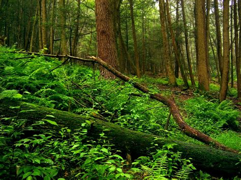 Kostenlose Foto Baum Natur Wald Wildnis Ast Sonnenlicht Blatt