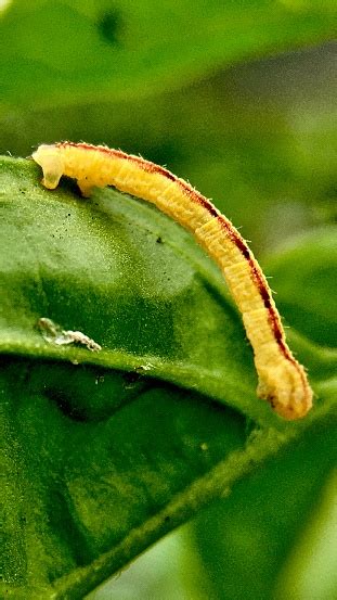 Ulat Kuning Pada Daun Lada Lepidoptera Foto Stok Unduh Gambar