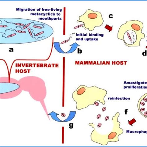 Transmission Electron Microscopy Of An Intra Macrophage Leishmania