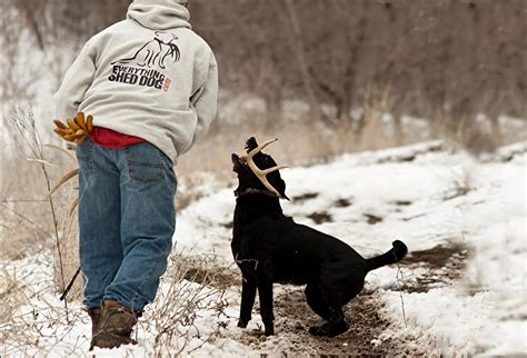 A trained dog can make hunting shed antlers a great postseason treat