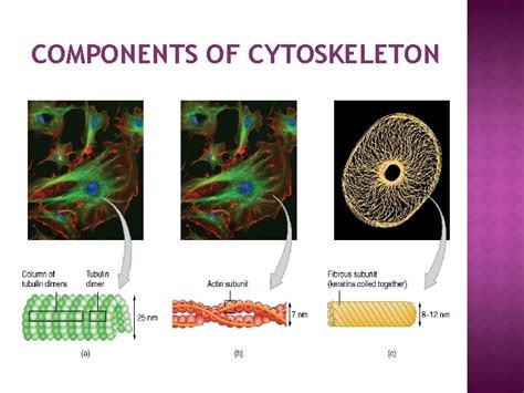 Cell Cytoskeleton Introduction The Cytoskeleton Is A Network