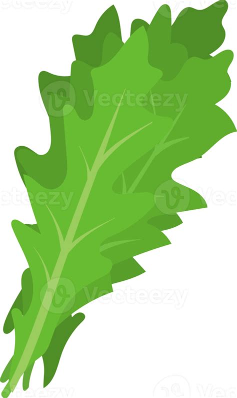 Free Green Simple Arugula 17052463 Png With Transparent Background