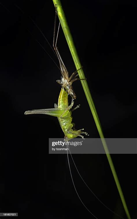 Grasshopper Molting