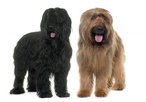 Briard Temperament and Puppy Info (Price, Breeders, etc)