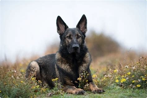 Sable German Shepherd Info Pictures Characteristics And Facts Hepper