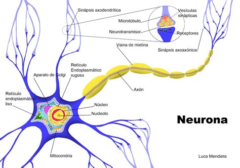 La Neurona Y Sus Partes Neuronas Anatomia Y Fisiologia Humana Fisiología