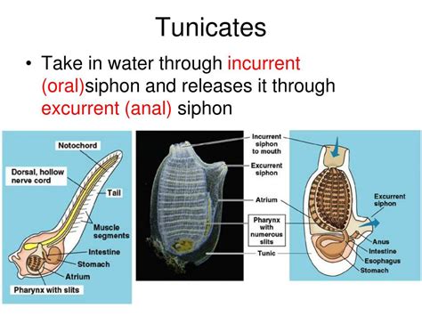 Ppt Phylum Chordata Powerpoint Presentation Free Download Id4024502