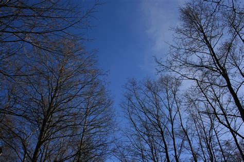 Fondos De Pantalla Luz De Sol Árboles Bosque Naturaleza Cielo Nieve Invierno Rama