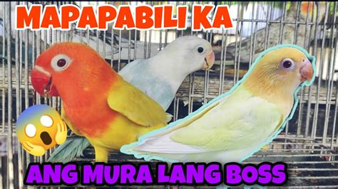 TIANGGEAN NG LOVE BIRD SA BOCAUE BULACAN PET MARKET DAMING MURANG