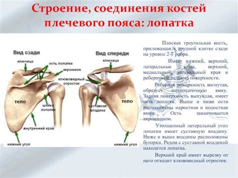 Плечевая кость - анатомия плечевого сустава, строение блока и места ...