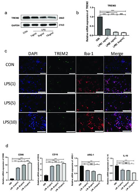 LPS Reduced TREM2 Expression And Changed Polarization Of Microglia In