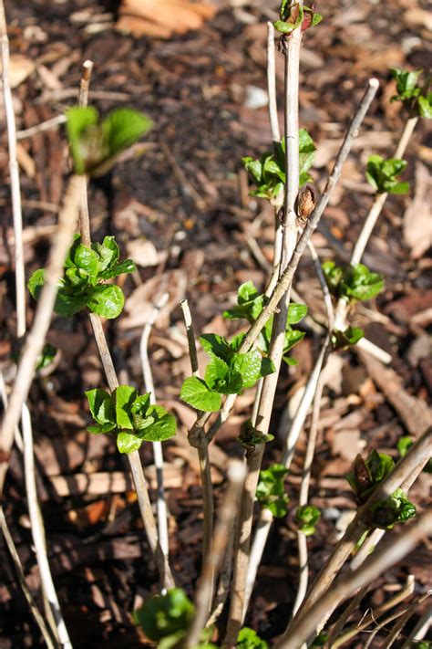 5 Spring Tree Care Tips Marc Doyle Treework