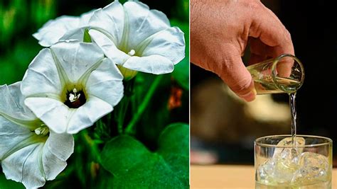 Xtabentún A Mayan Legend Turned Liquor