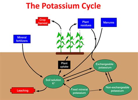 The Pools In The Cycling Of Potassium Potash Development Association