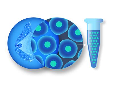 细胞核分离方案 10x Genomics