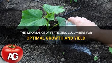 The Importance Of Fertilizing Cucumbers For Optimal Growth And Yield