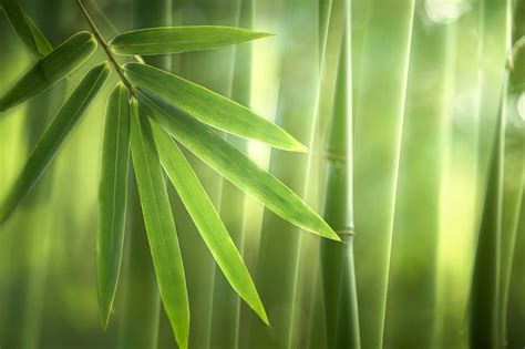 How To Repot A Bamboo Plant