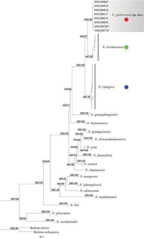 Maximum Likelihood Tree Based On 16S COI Fragments With Bootstrap