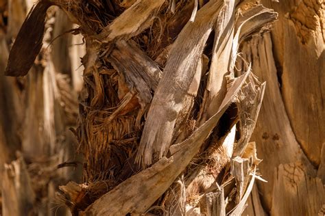 Palm Tree Trunk Texture Free Stock Photo Public Domain Pictures