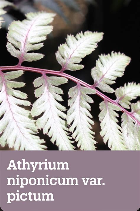 Athyrium niponicum var. pictum | Japanese painted fern, Perennials ...