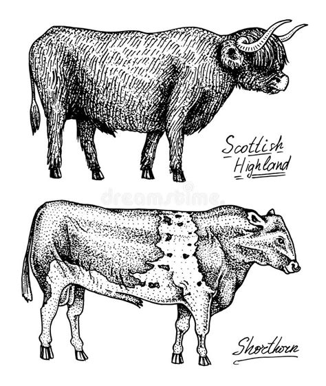 Vintage Breeds Cattle Stock Illustrations 27 Vintage Breeds Cattle