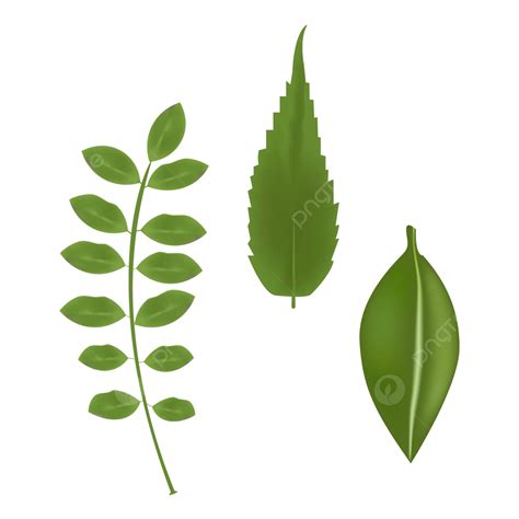 leaves vector  green tree png  vector  transparent