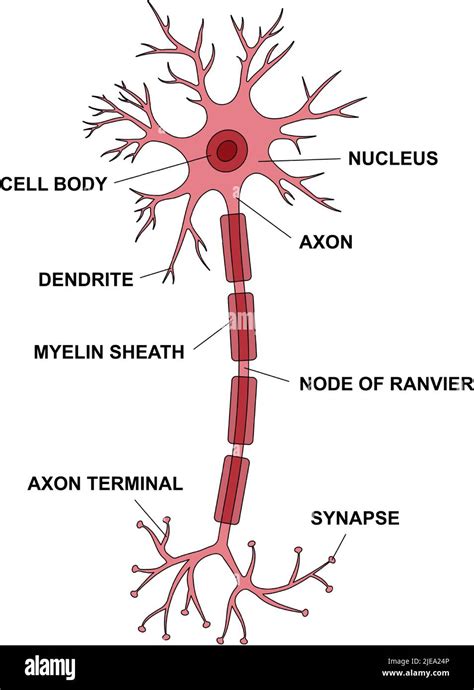 Anatomie Des Neurones Avec Description Des Parties Principales Illustration De La Structure D