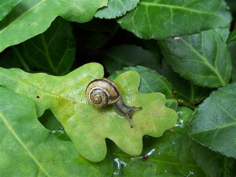 Snail On Leaf Free Stock Photo - Public Domain Pictures