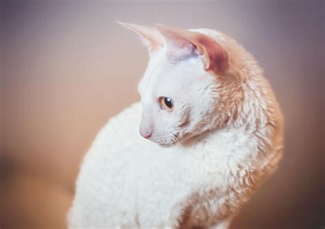 Cornish Rex Origine Caractère Et Caractéristiques