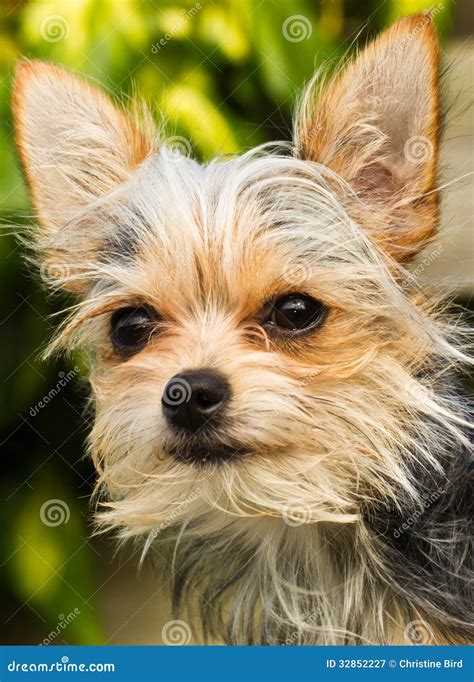 Chihuahua Yorkshire Terrier Hybrid Royalty Free Stock Photography