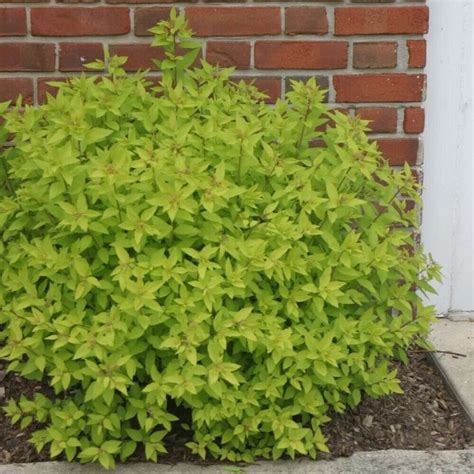 Spiraea Goldmound Spirea Japonica Bright Yellow Foliage Garden Live