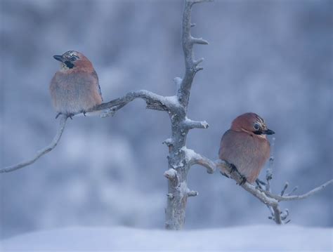 In the Field: Canon EOS R5 for Wildlife & Bird Photography | MPB