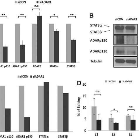 Mrna Protein Expression And A To I Rna Editing Upon Silencing Of Download Scientific Diagram