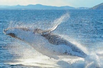 Whale Watching - Nelson Bay, New South Wales | Moonshadow - TQC Cruises