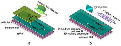 Design Of The Microfluidic Platform Involving 2d And 3d Culture