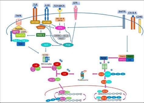 Nfkb Pathway Anygenes