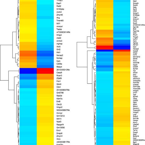 Gene Expression Heat Map And Hierarchical Clustering From Microarray