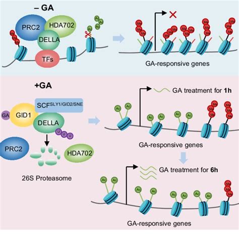 Model Of Chromatin Regulation Of Della Mediated Gene Repression And