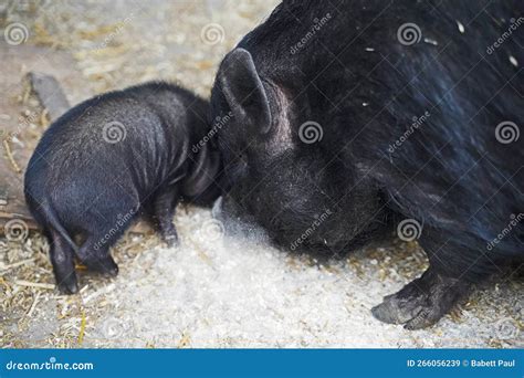 Mini Pig Babies and Their Mother Outside Stock Image - Image of germany