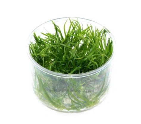 Aquarium Plants Echinodorus Tenellus Cup Tissue Culture Pygmy Chain