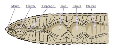 Earthworm Digestive System In Detail With Diagram