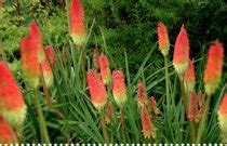 KNIPHOFIA Semer Planter Diviser Entretenir Avec Jaime Jardiner