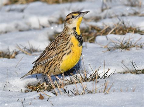 Eastern Meadowlark Pennsylvania Ebird