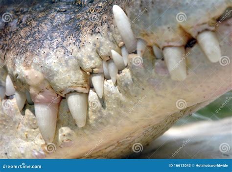 Close Up Saltwater Crocodile Mouth&teeth,thailand Stock Image - Image of jaws, alligator: 16612043