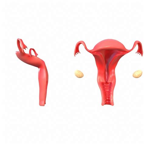 Female Reproductive System 3d Model Animated Cgtrader