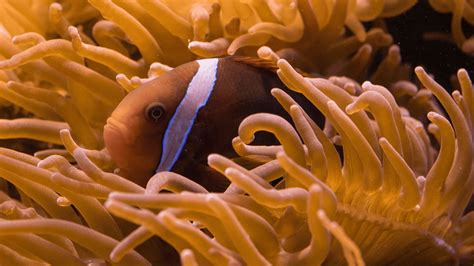 Best Anemone For Clownfish: A Full Guide For Safe Pairings! – Aquarium Arcanum