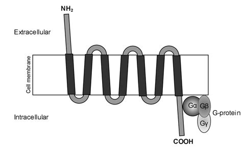 Schematic Representation Of Structure Of A Chemokine Receptor With