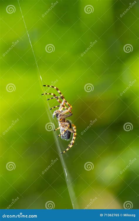 Spider Sitting On His Web Stock Image Image Of Plant 71362765